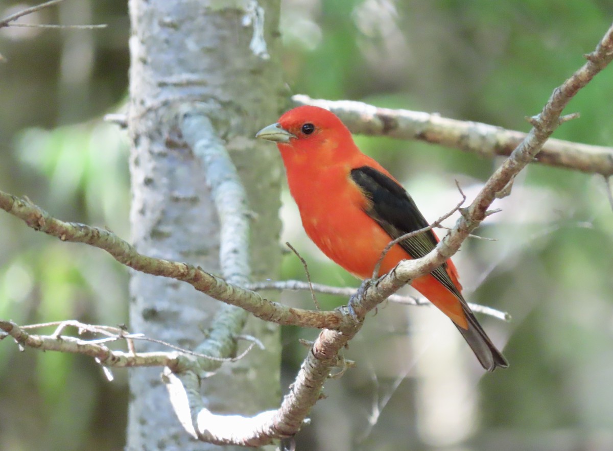 Scarlet Tanager - ML620790324