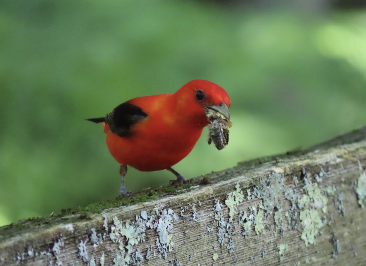 Scarlet Tanager - ML620790325