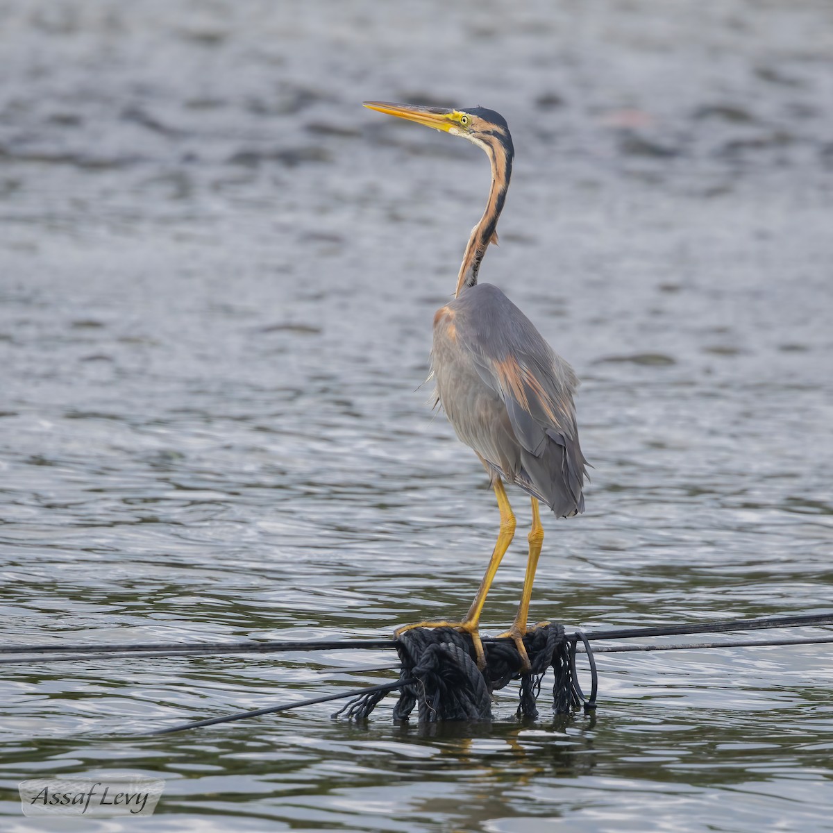 Purple Heron - Assaf Levy