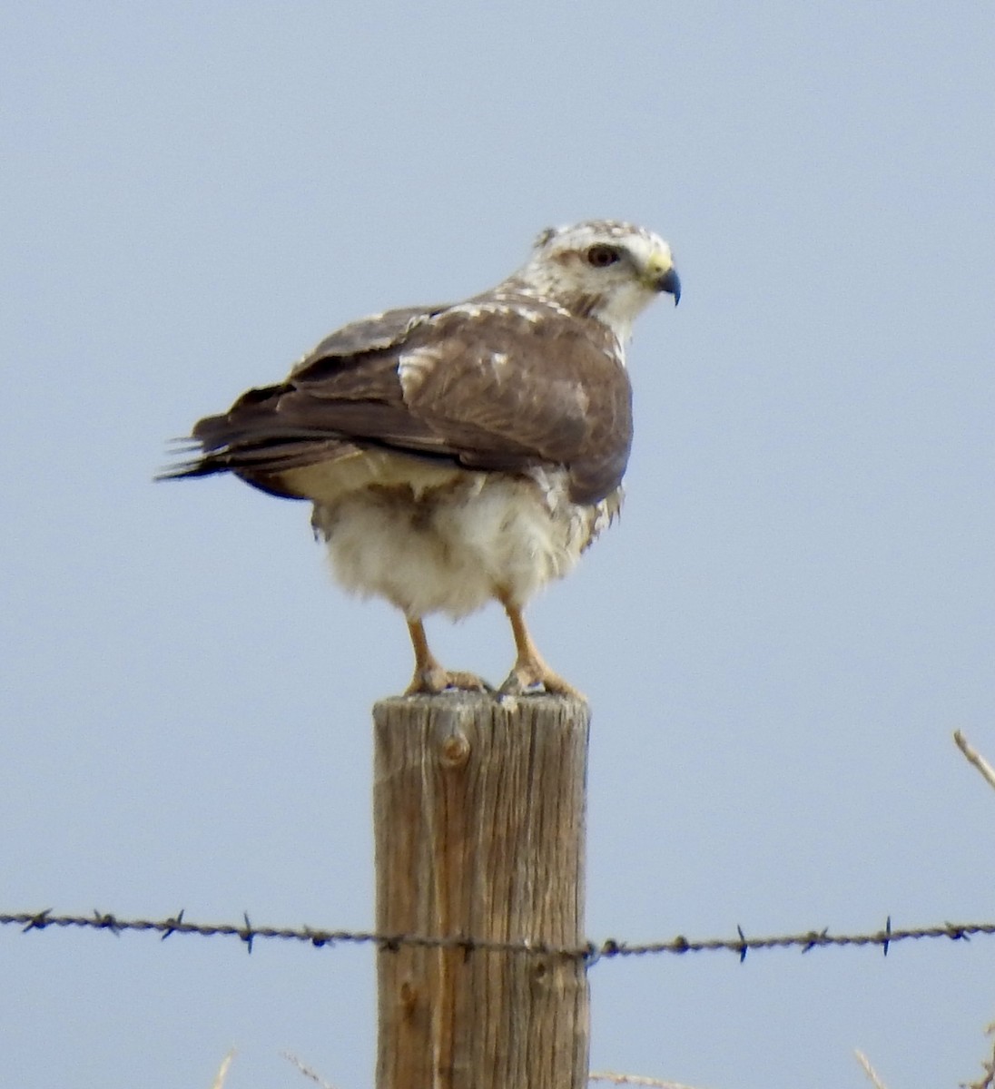 Swainson's Hawk - ML620790341