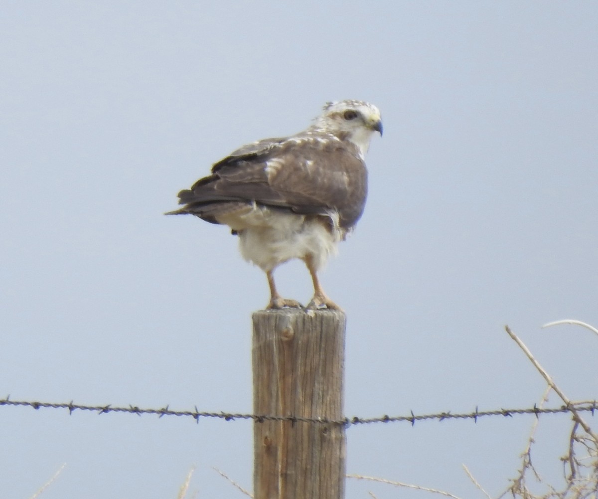 Swainson's Hawk - ML620790343