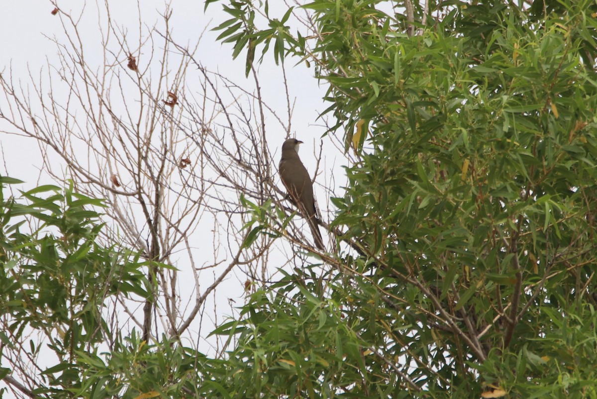 Yellow-billed Cuckoo - ML620790346