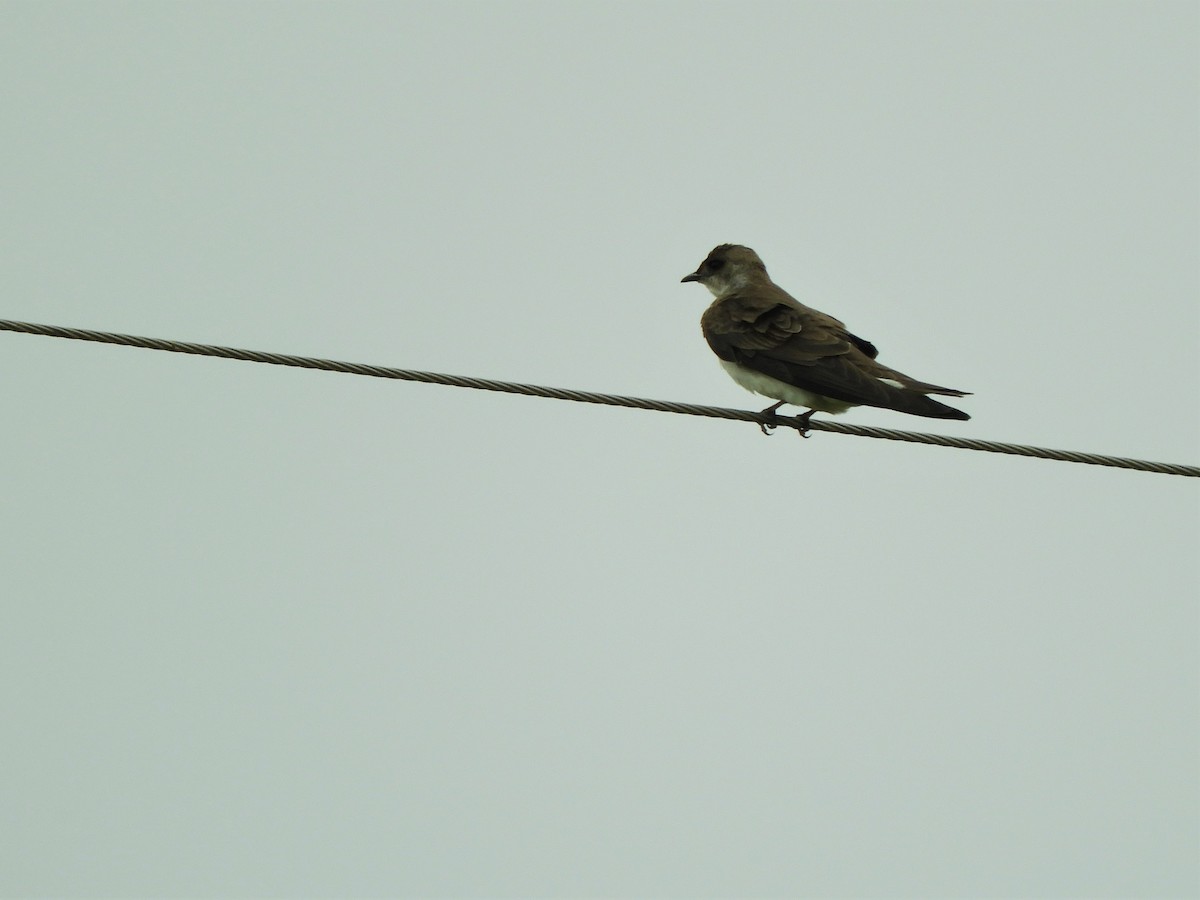 Brown-chested Martin - ML620790353