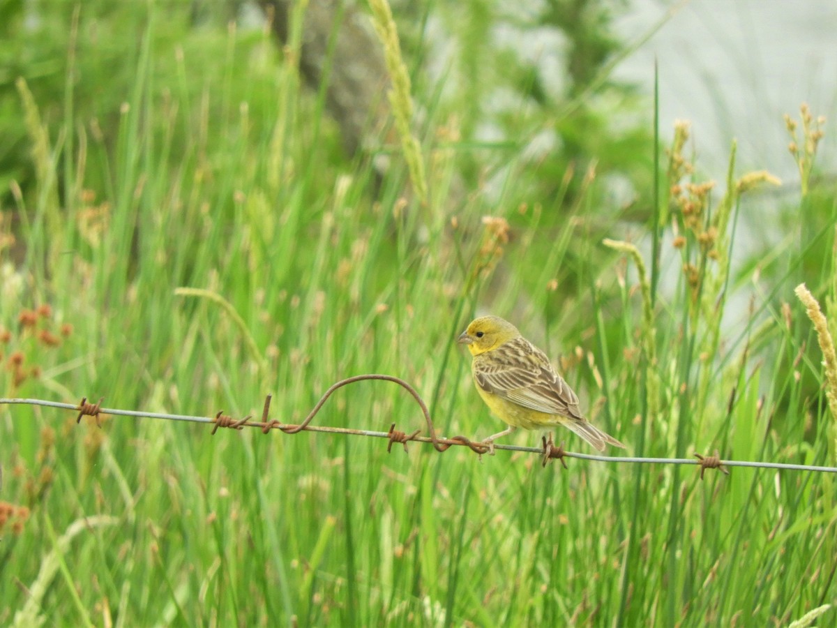 Grassland Yellow-Finch - ML620790354