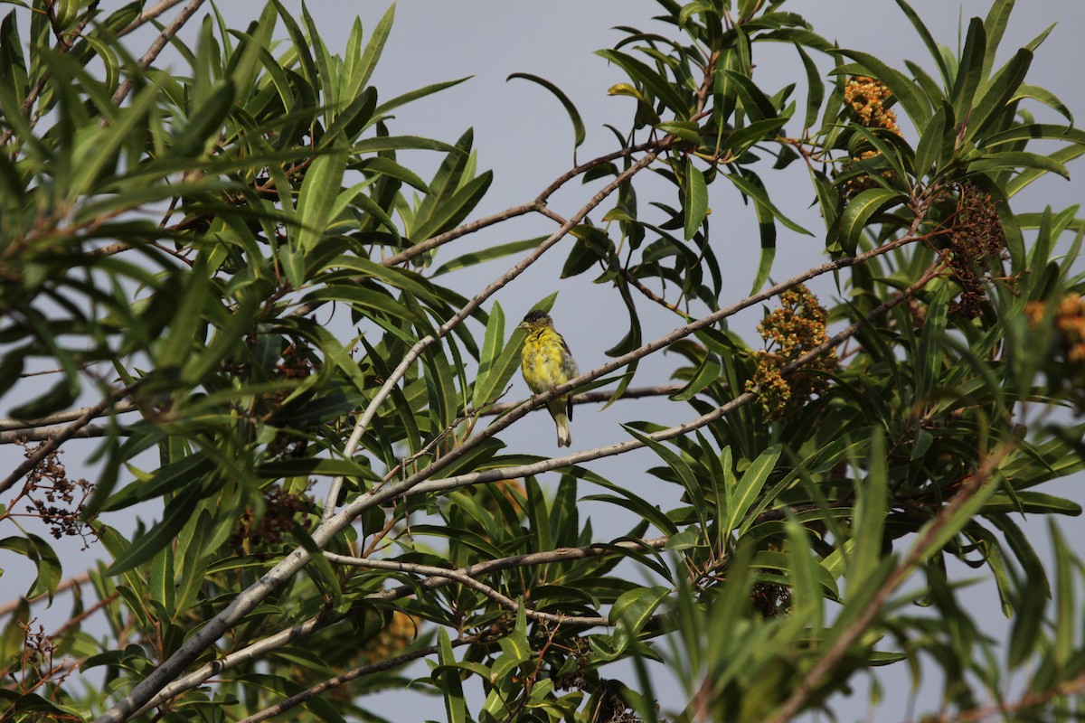 Lesser Goldfinch - ML620790357