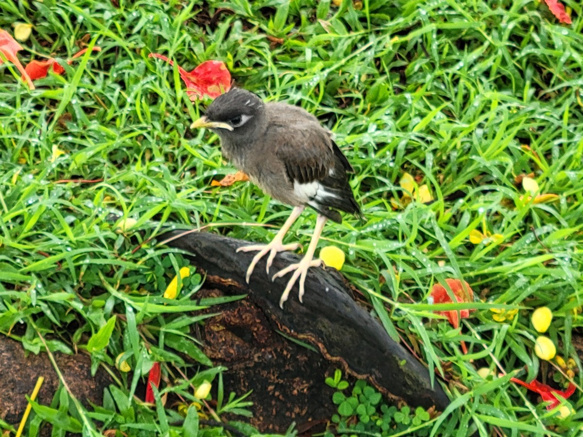 Common Myna - Alec Cowles