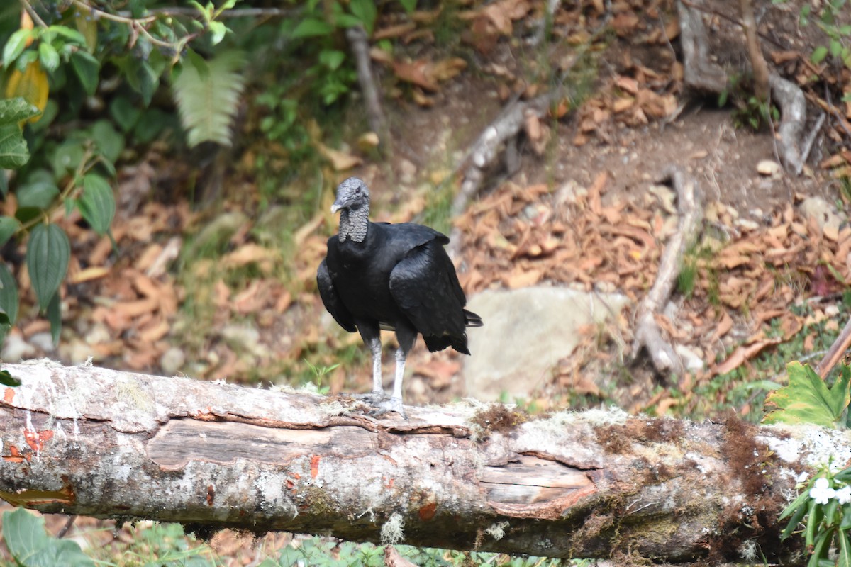 Black Vulture - ML620790363