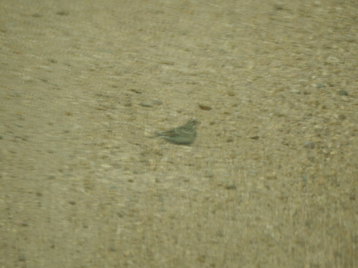 Thick-billed Longspur - Terry Crowe