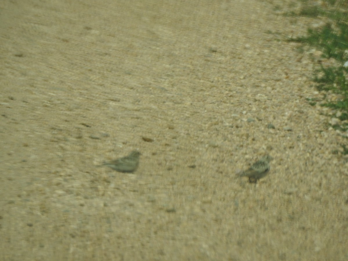 Thick-billed Longspur - ML620790366