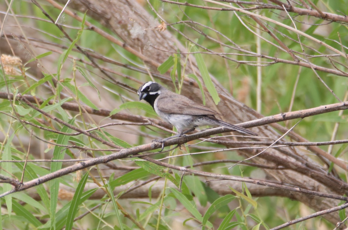 Black-throated Sparrow - ML620790380