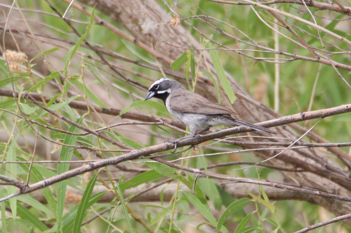 Black-throated Sparrow - ML620790381