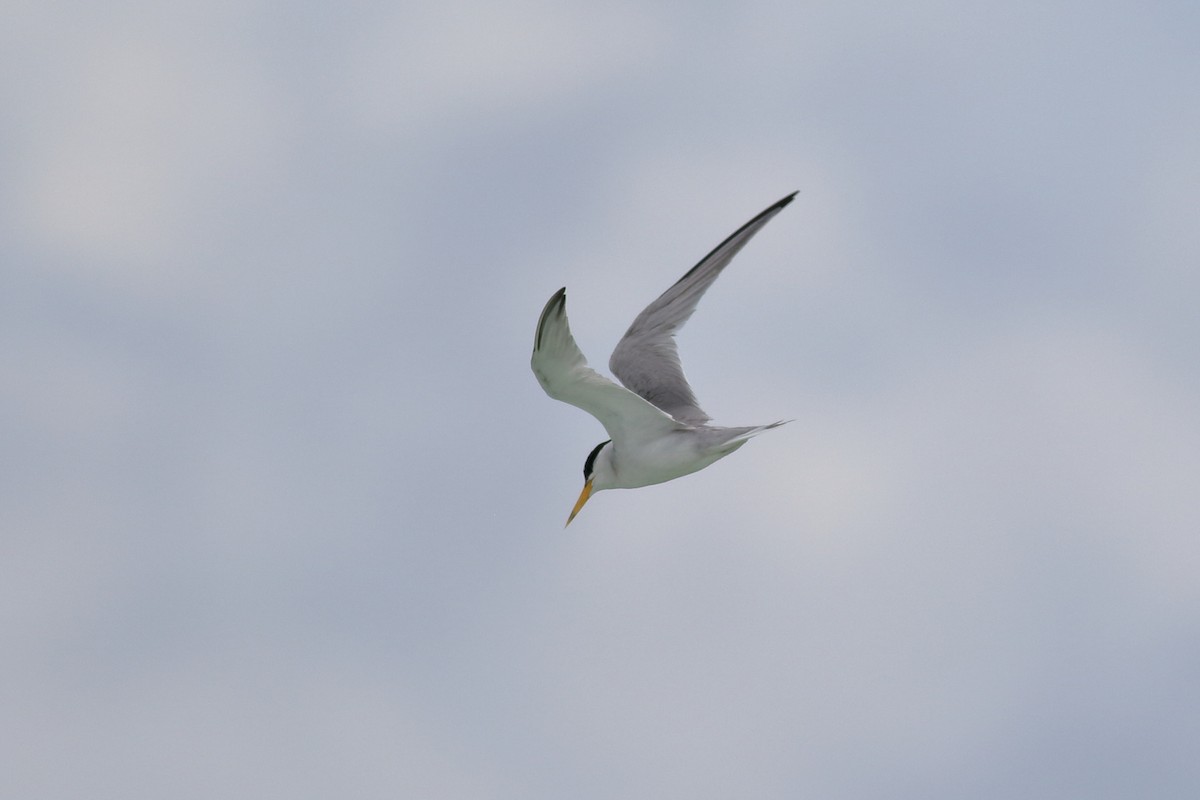 Least Tern - ML620790382