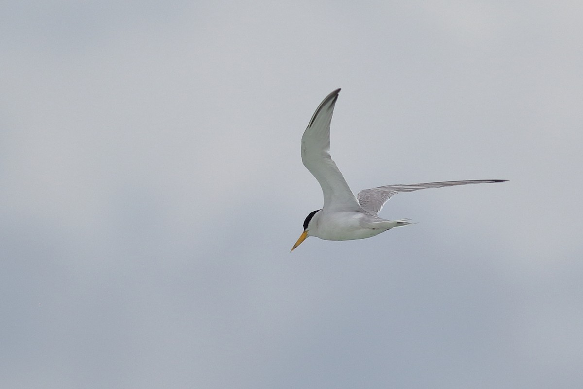 Least Tern - ML620790384