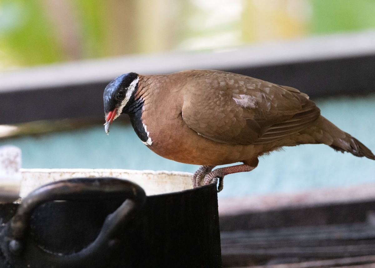 Blue-headed Quail-Dove - ML620790389