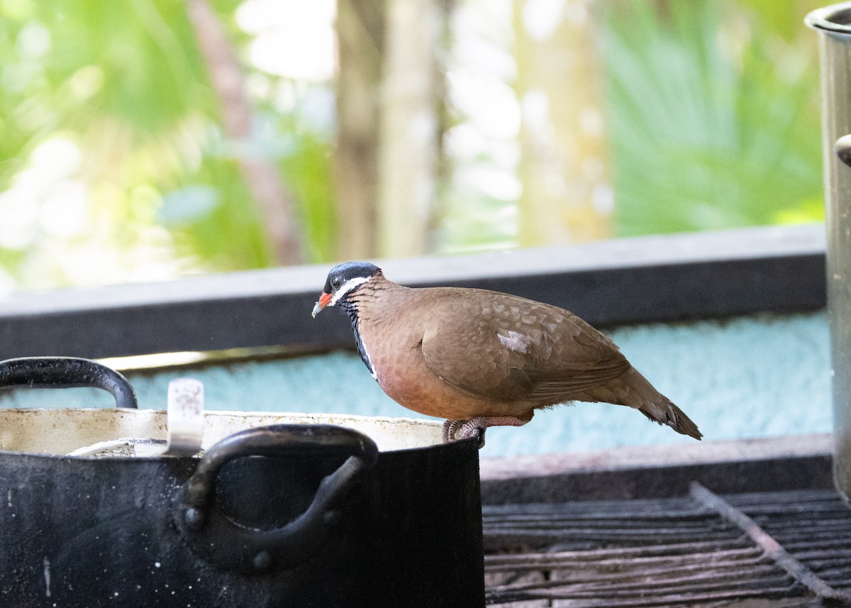 Blue-headed Quail-Dove - ML620790390