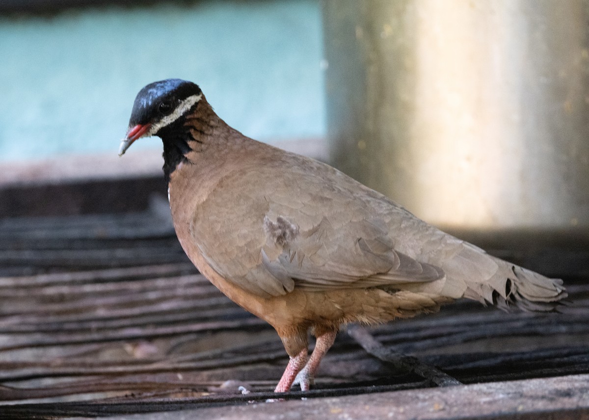 Blue-headed Quail-Dove - Silvia Faustino Linhares