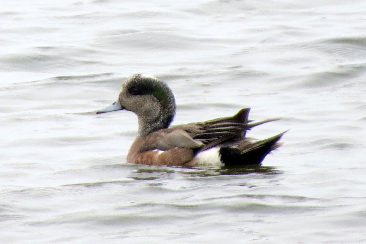 Canard d'Amérique - ML620790395