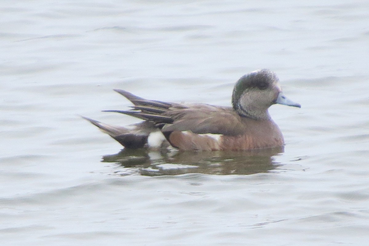 American Wigeon - ML620790396