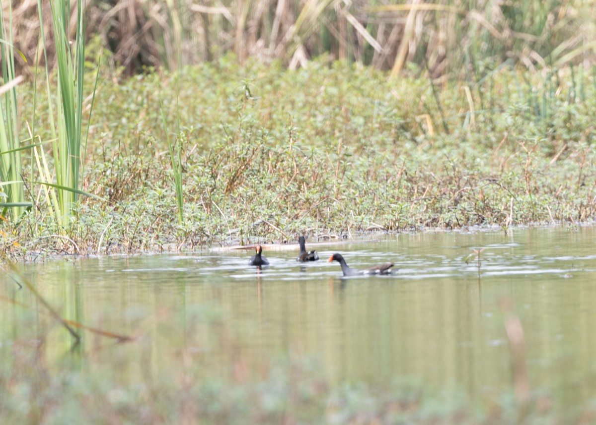 Common Gallinule (American) - ML620790397