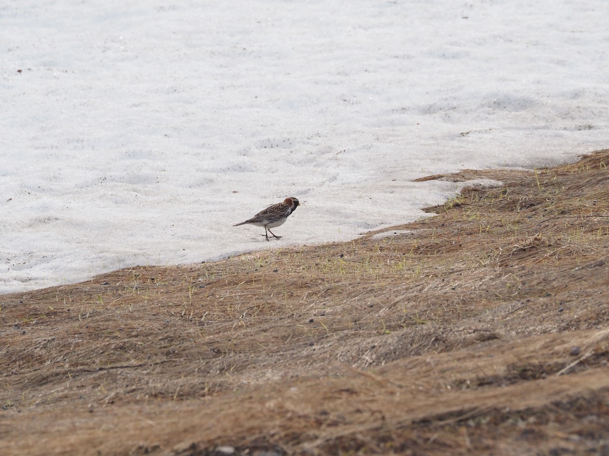 Lapland Longspur - ML620790398