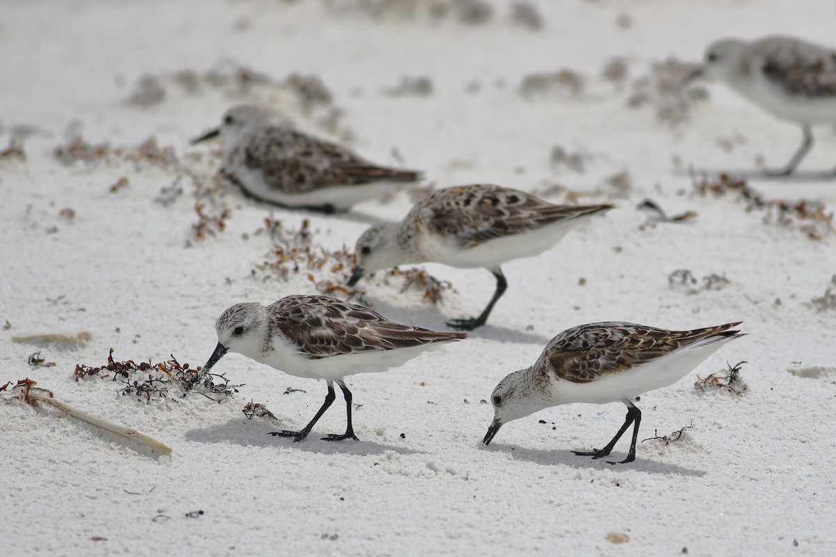 Bécasseau sanderling - ML620790399