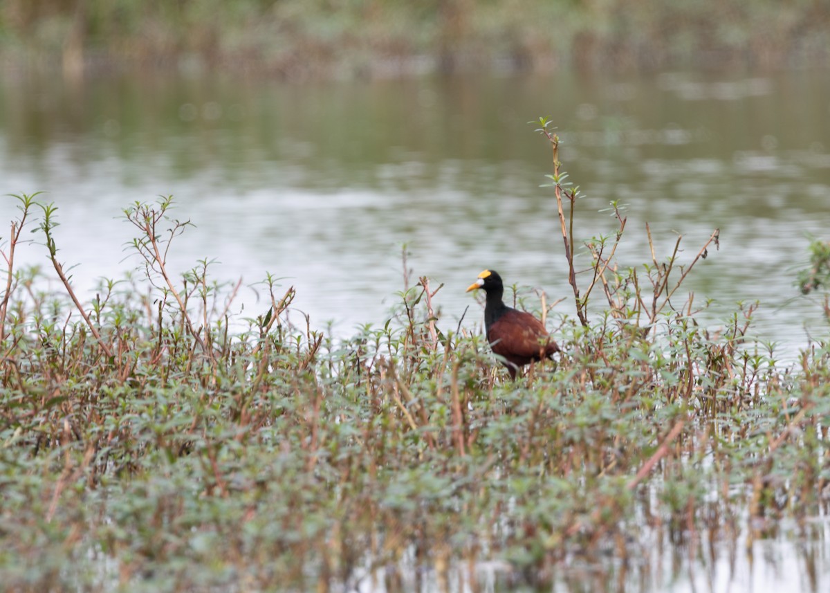 Northern Jacana - ML620790400