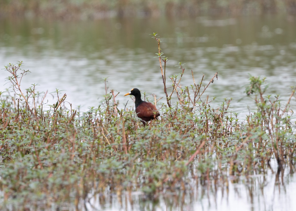 Northern Jacana - ML620790401