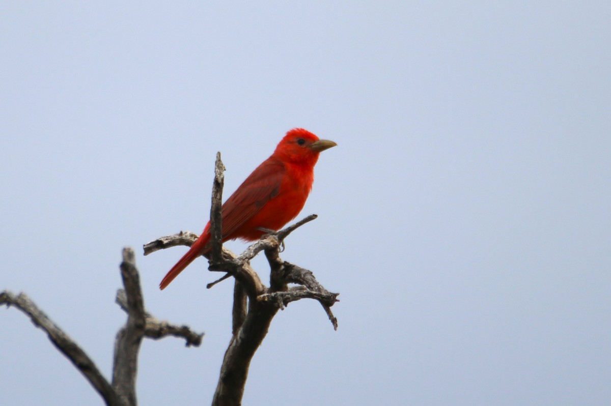 Summer Tanager - Robert McCormick