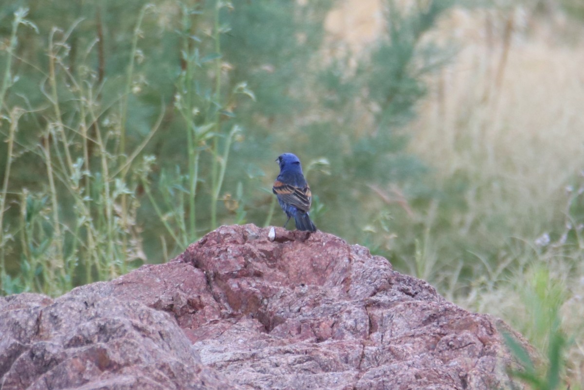 Blue Grosbeak - ML620790406