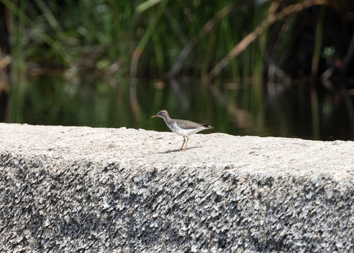 Spotted Sandpiper - ML620790407