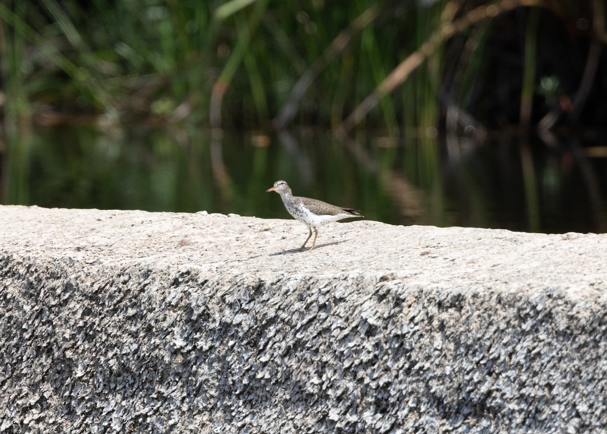 Spotted Sandpiper - ML620790408