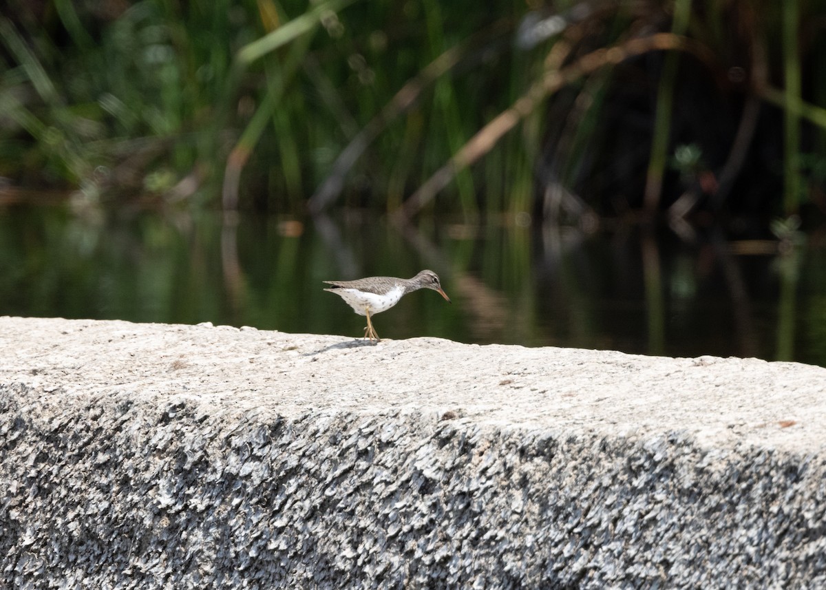 Spotted Sandpiper - Silvia Faustino Linhares