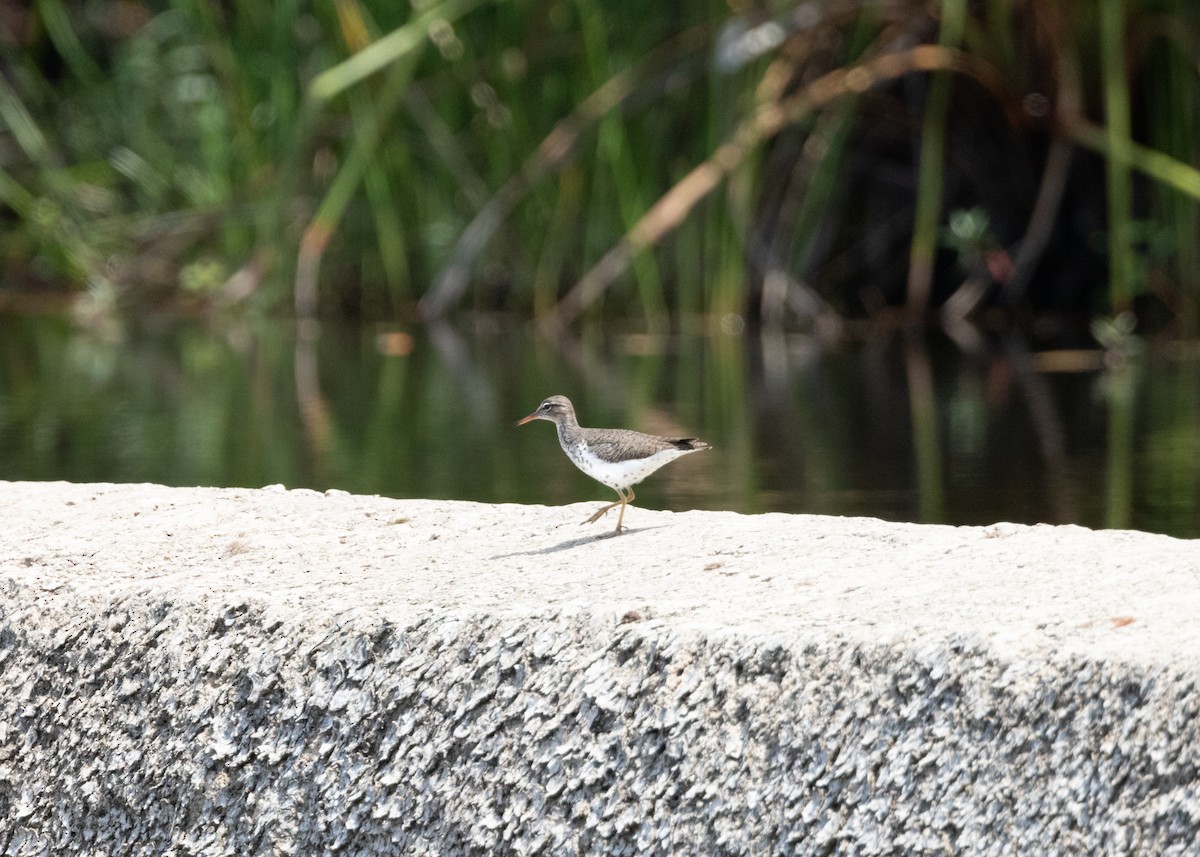 Spotted Sandpiper - ML620790410