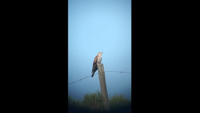 Common Cuckoo - ML620790412