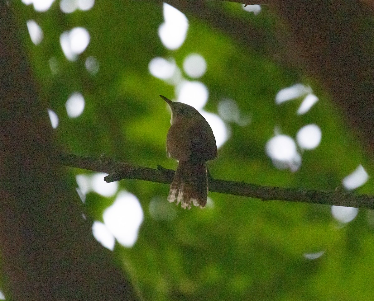 House Wren - ML620790413