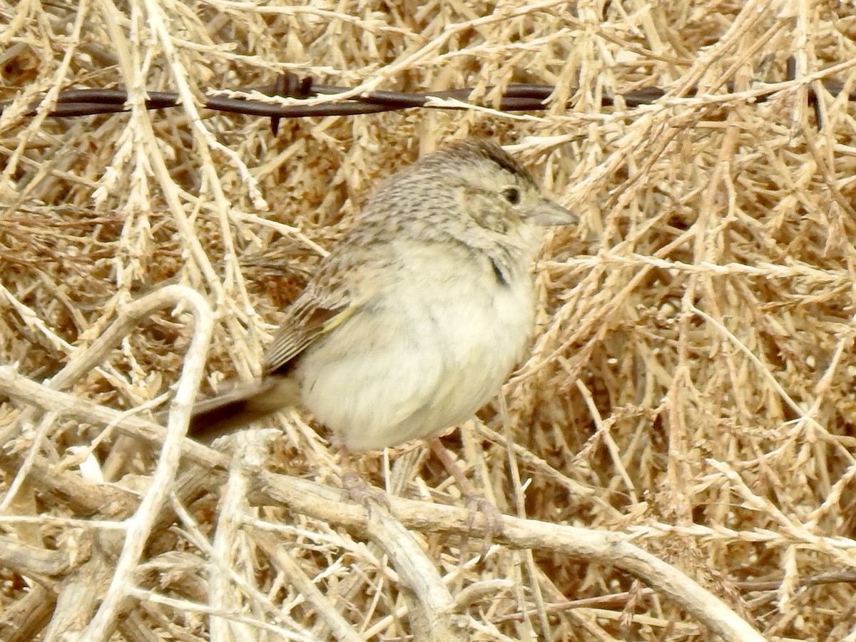 Cassin's Sparrow - ML620790415