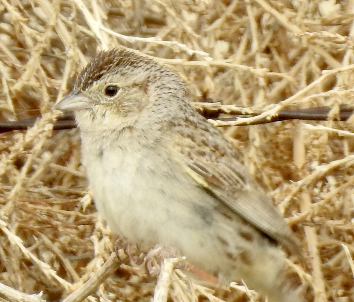 Cassin's Sparrow - ML620790417