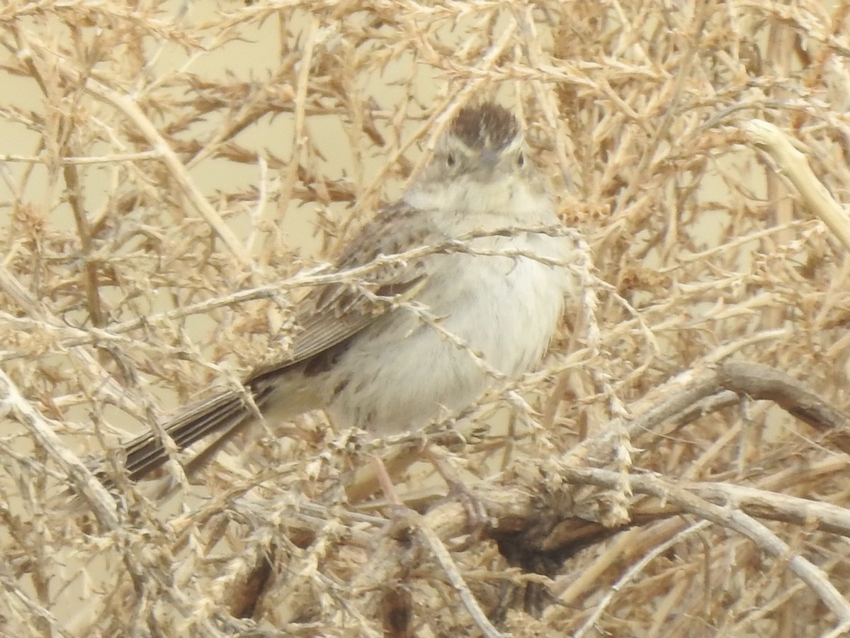 Cassin's Sparrow - ML620790418