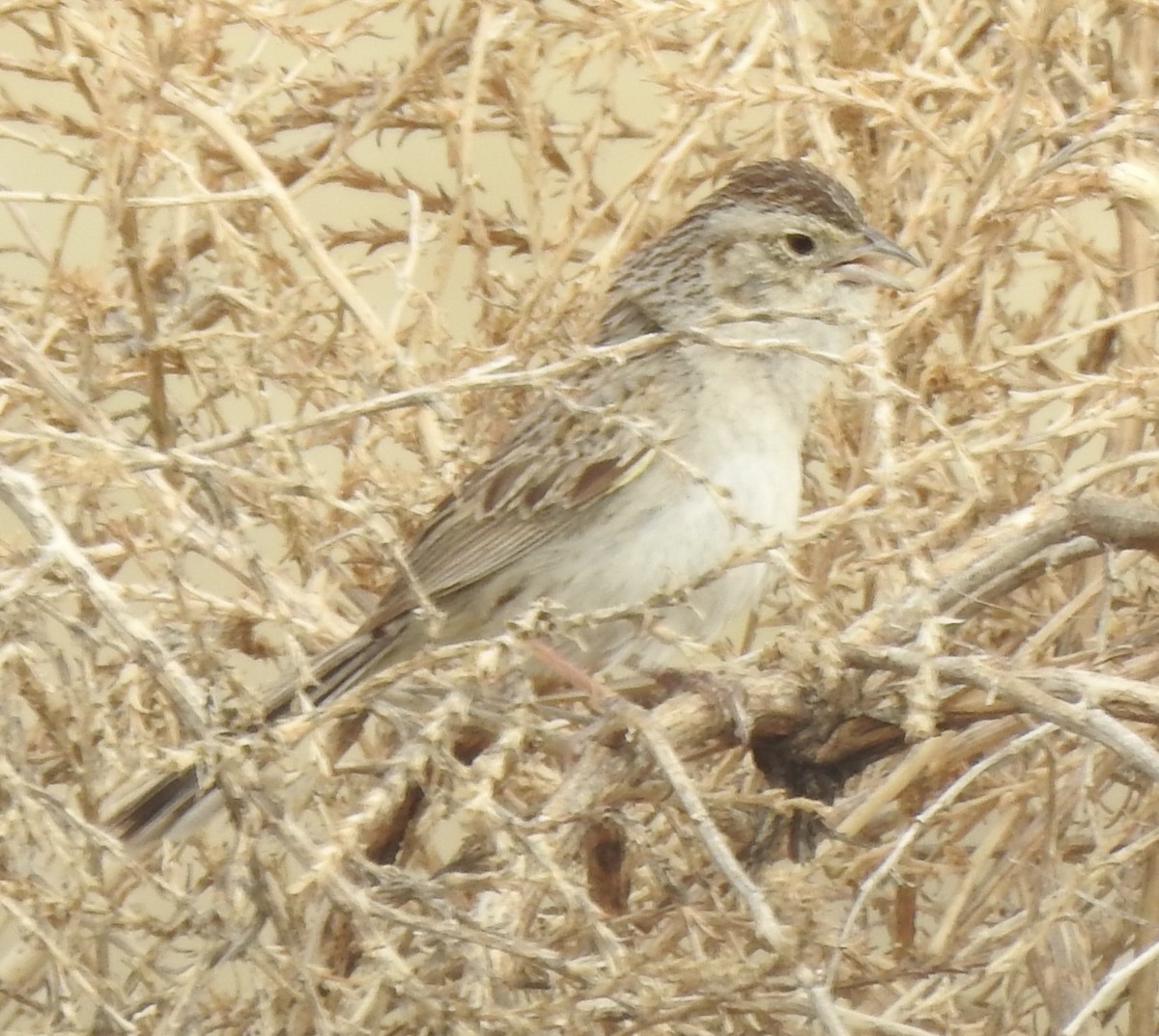 Cassin's Sparrow - ML620790419