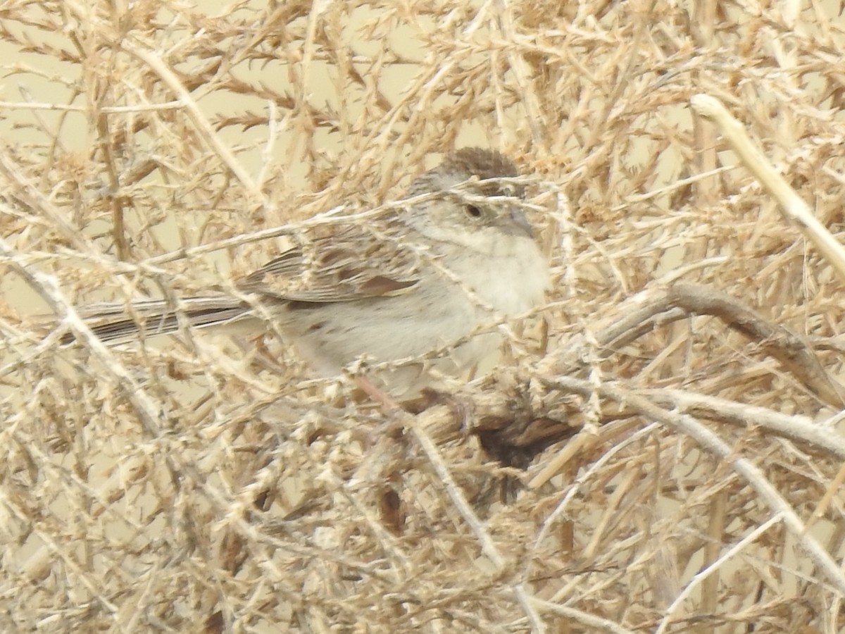 Cassin's Sparrow - ML620790420