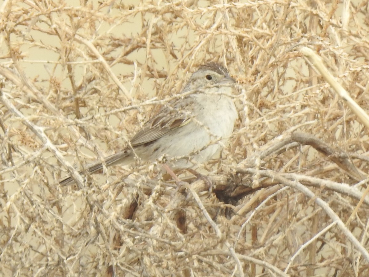 Cassin's Sparrow - ML620790421