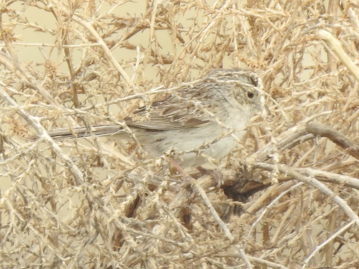 Cassin's Sparrow - ML620790422