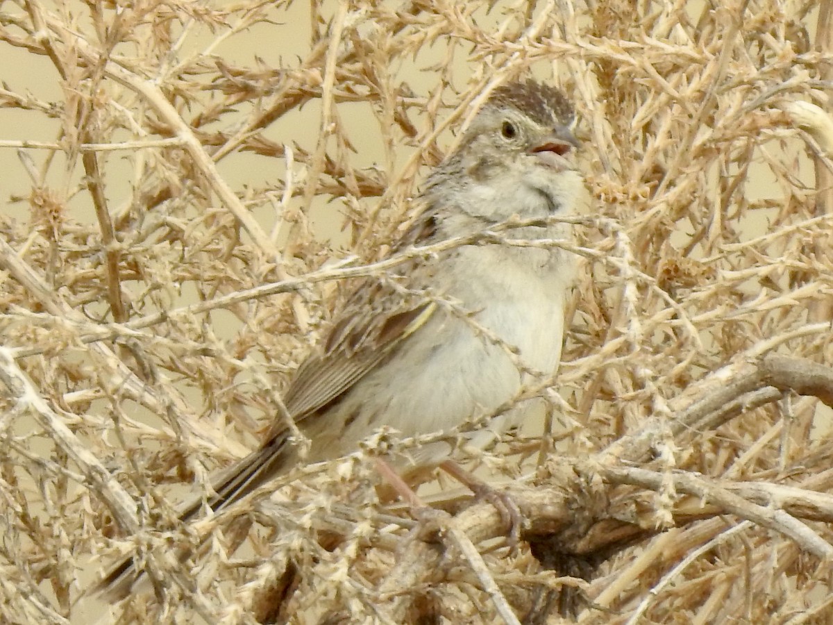 Cassin's Sparrow - ML620790423