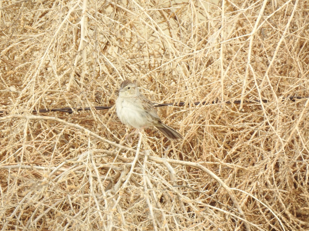 Cassin's Sparrow - ML620790424