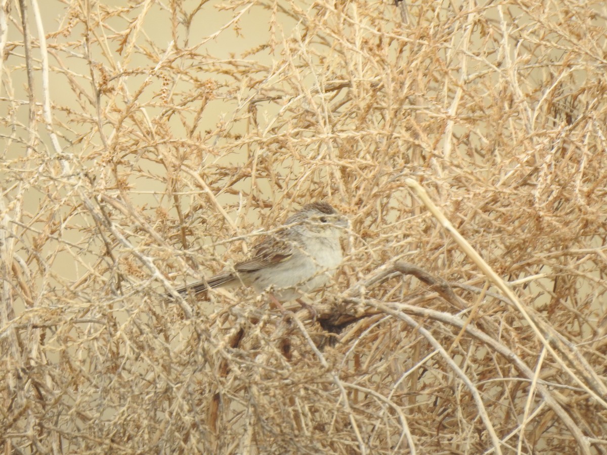 Cassin's Sparrow - ML620790427