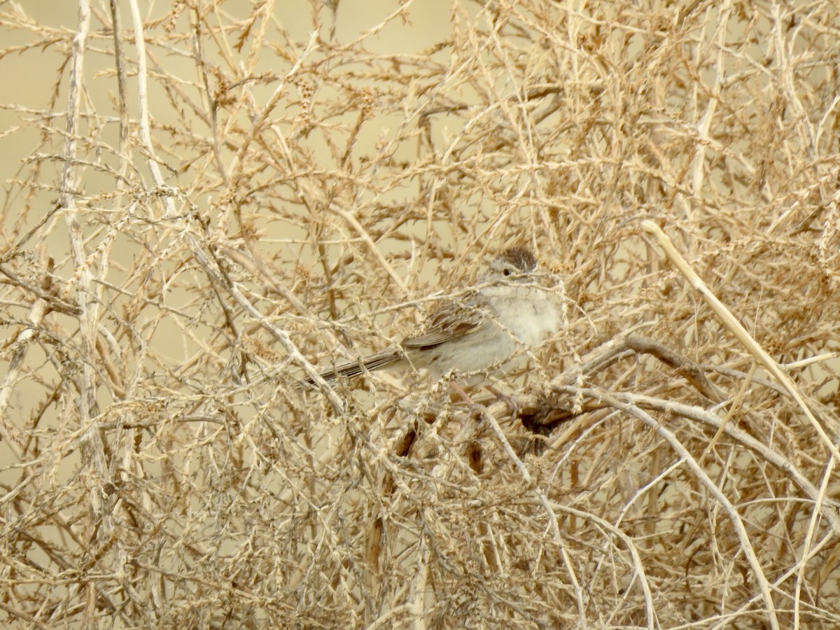 Cassin's Sparrow - ML620790430