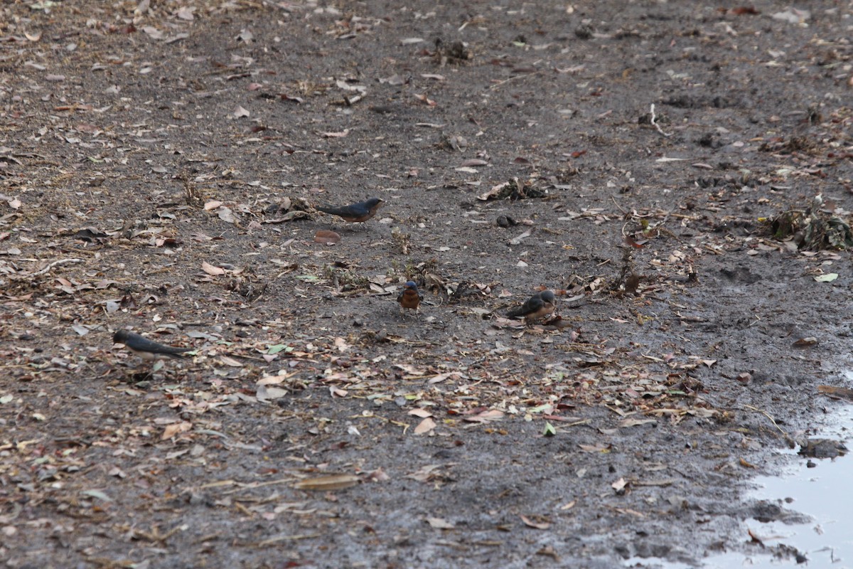 Barn Swallow - ML620790437