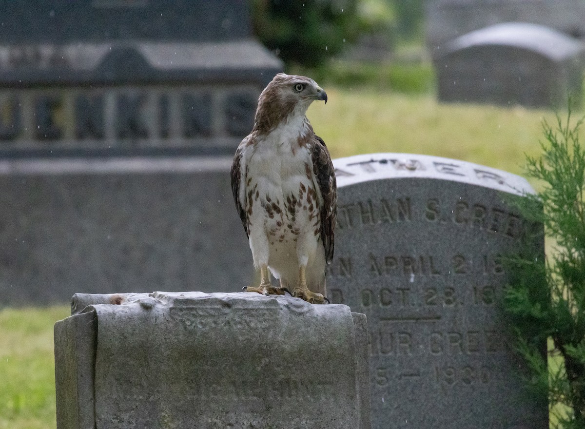 Red-tailed Hawk - MCHL ____