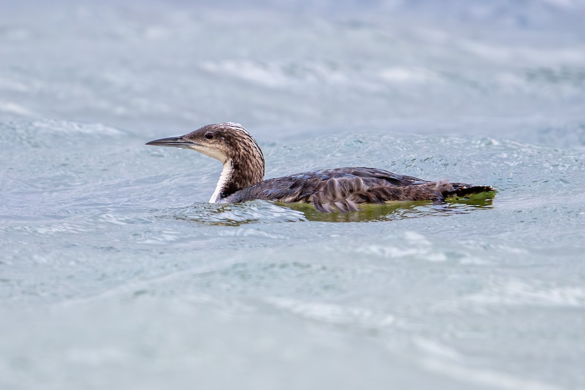 Pacific Loon - ML620790440