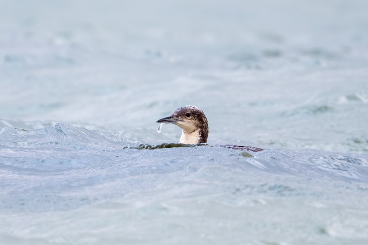 Pacific Loon - ML620790441